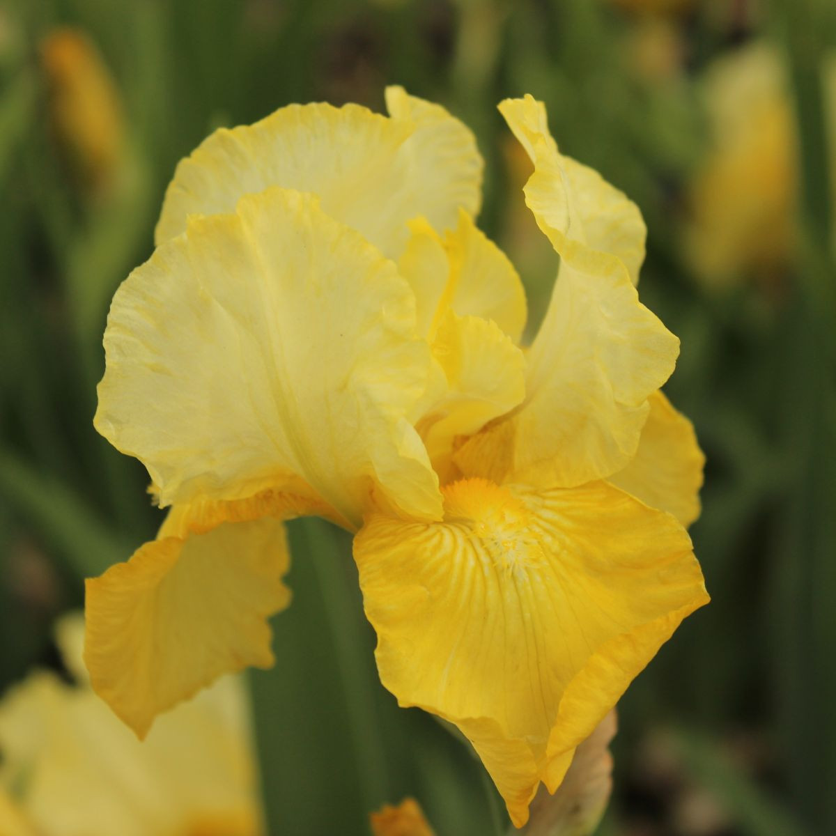 Kosatec německý Maui Moonlight - Iris germanica - hlízy - 1 ks