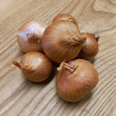 BIO Cibule šalotka Biztro - Allium cepa - bio cibulky - 150 g