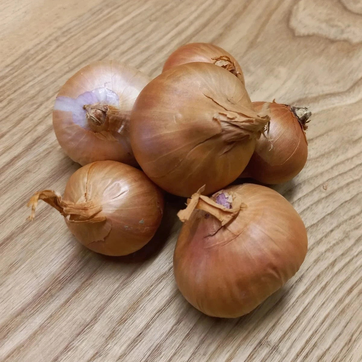 BIO Cibule šalotka Biztro - Allium cepa - bio cibulky - 150 g