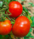 Rajče Tornado F1 - Solanum lycopersicum - semena - 20 ks