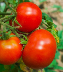 Rajče Tornado F1 - Solanum lycopersicum - semena - 20 ks
