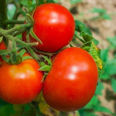 Rajče Tornado F1 - Solanum lycopersicum - semena - 20 ks