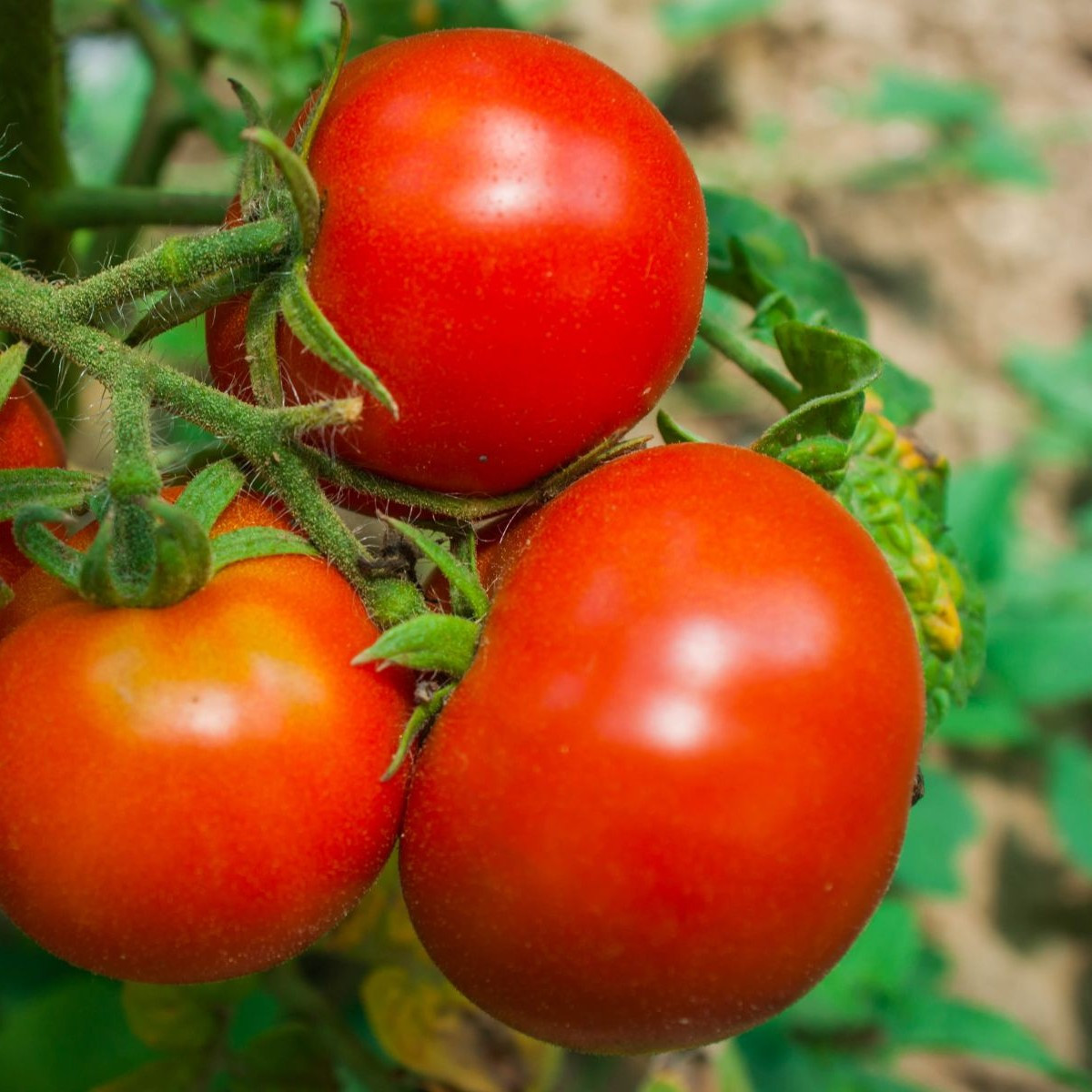 Rajče Tornado F1 - Solanum lycopersicum - semena - 20 ks