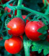 Rajče Tornado F1 - Solanum lycopersicum - semena - 20 ks