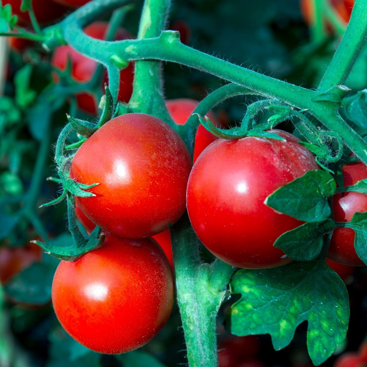 Rajče Tornado F1 - Solanum lycopersicum - semena - 20 ks