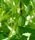 Mexická mini okurka - Melothria scabra - semena - 5 ks