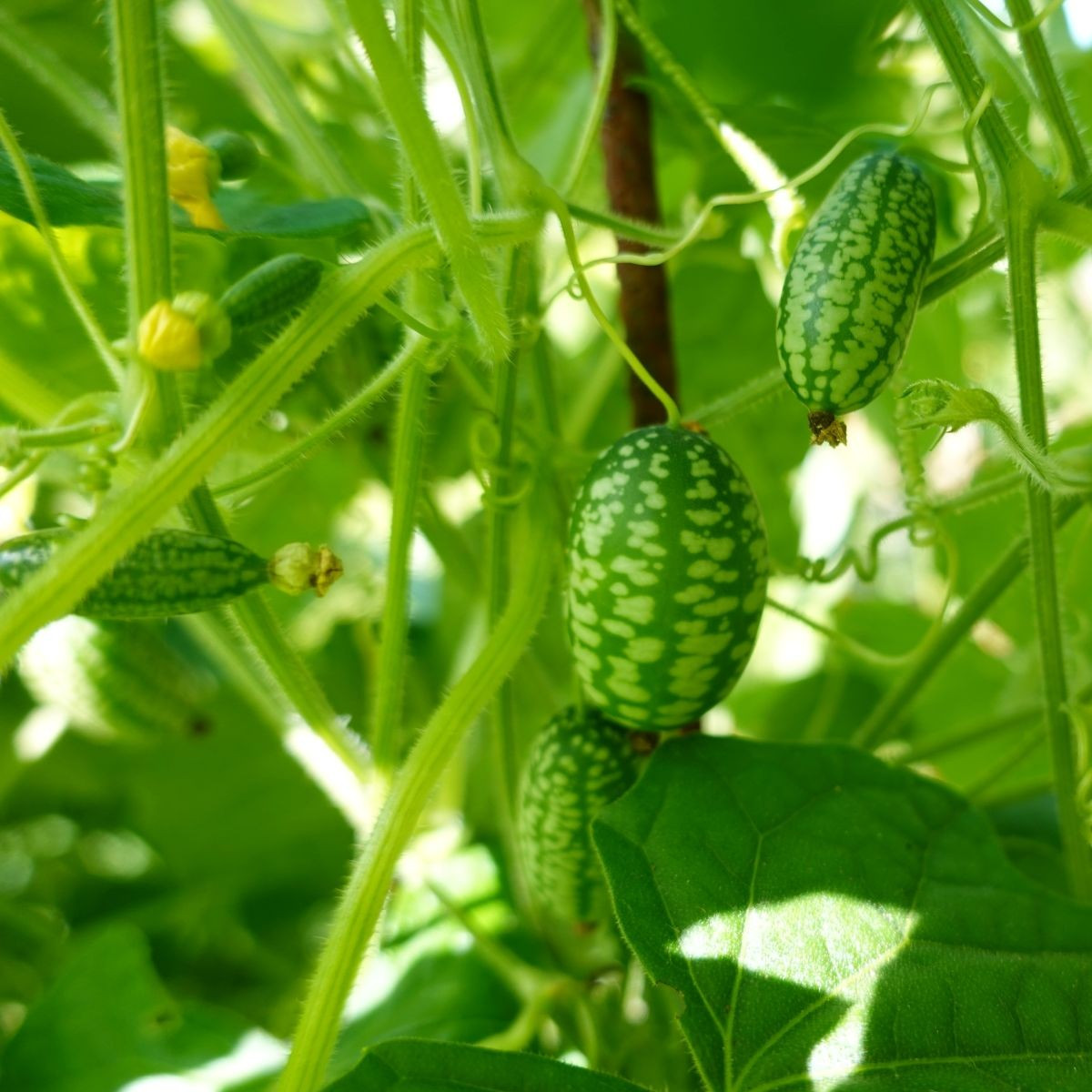 Mexická mini okurka - Melothria scabra - semena - 5 ks