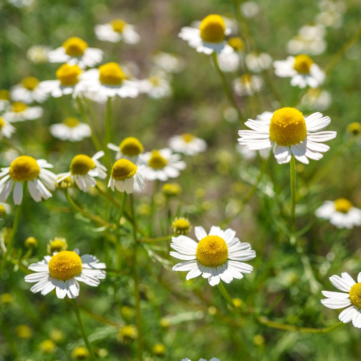 Heřmánek pravý - Matricaria recutita - semena - 600 ks