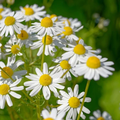 Heřmánek pravý - Matricaria recutita - semena - 600 ks