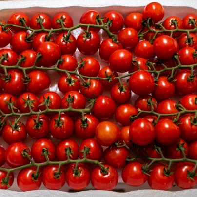 Paradajka Gourmelito F1 - Solanum lycopersicum - semená - 6 ks