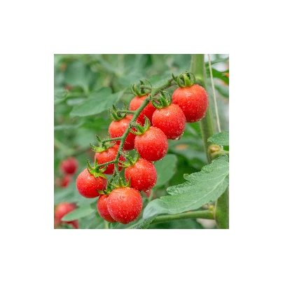 Rajče Gourmelito F1 - Solanum lycopersicum - semena - 6 ks
