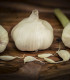 Sadbový česnek Garpek - Allium sativum - paličák - cibule česneku - 1 balení