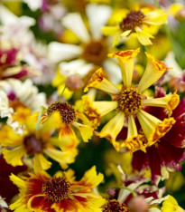Krásnoočko Sea Shells Mix - Coreopsis hybrida - semena - 50 ks