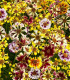 Krásnoočko Sea Shells Mix - Coreopsis hybrida - semena - 50 ks