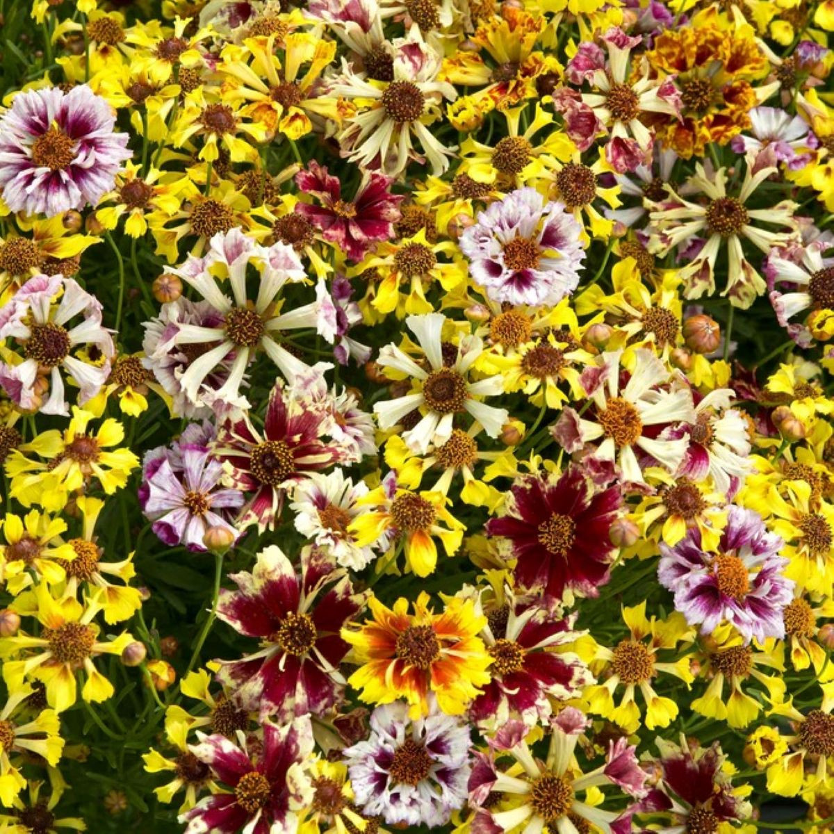 Krásnoočko Sea Shells Mix - Coreopsis hybrida - semena - 50 ks