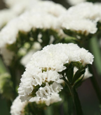 Limonka chobotnatá Hipster White - Limonium sinuatum - semena - 30 ks