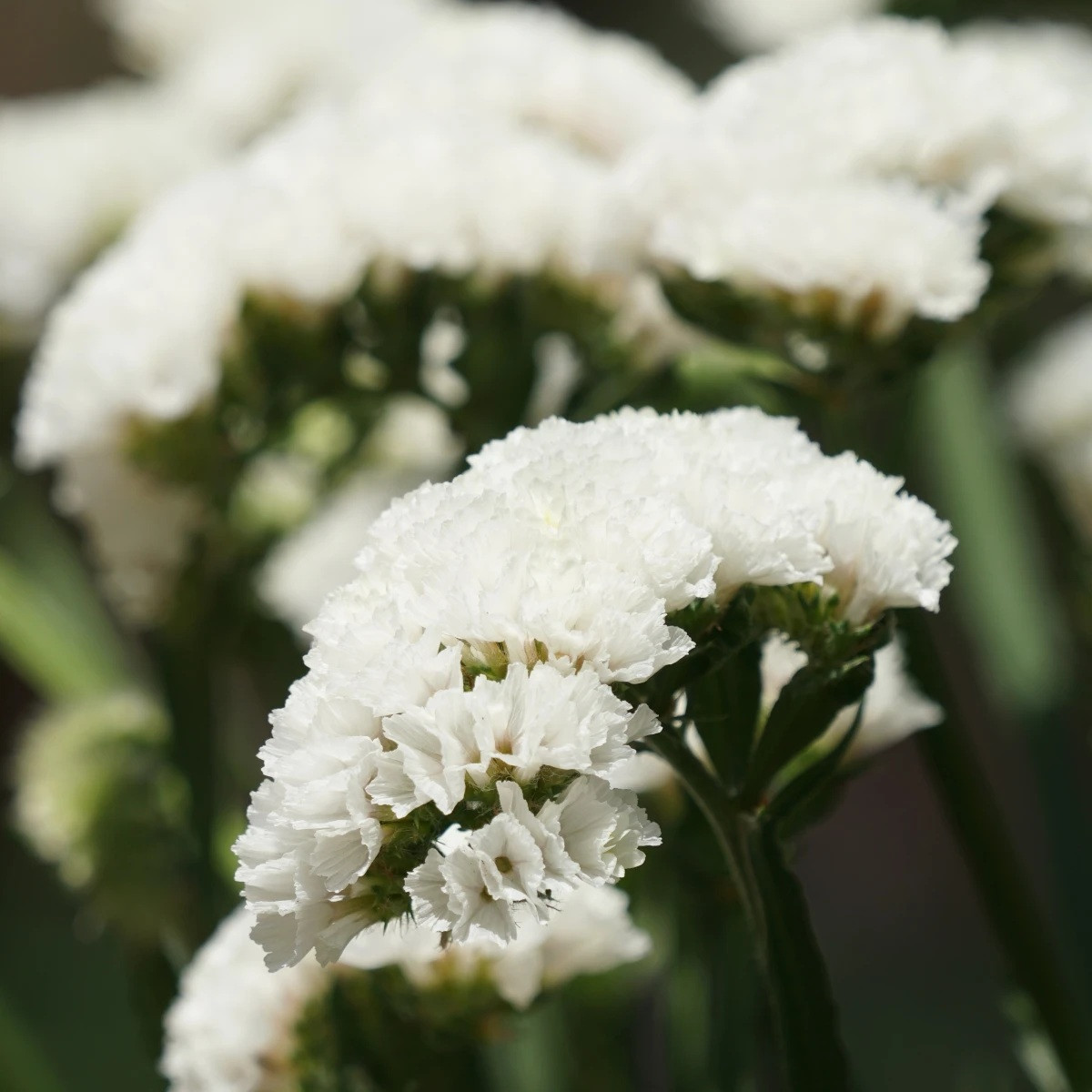 Limonka chobotnatá Hipster White - Limonium sinuatum - semena - 30 ks