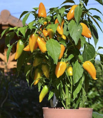 Paprika Terrazzi F1 - Capsicum annuum - semena - 6 ks