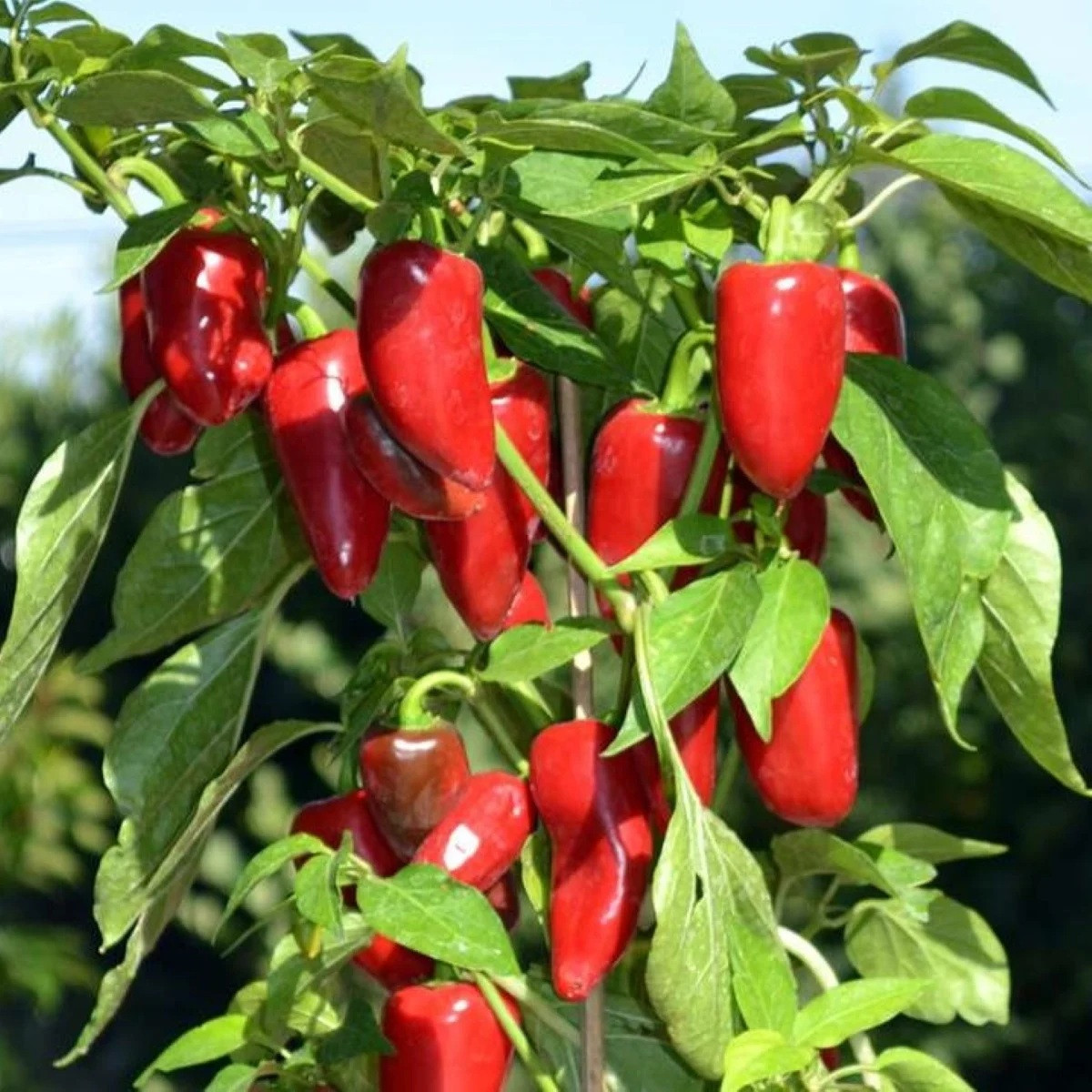Paprika Balconi F1 - Capsicum annuum - semena - 6 ks