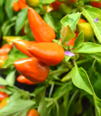 Chilli Foxta - Capsicum annuum - semena - 6 ks
