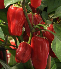 Paprika Sweet Heat F1 - Capsicum annuum - semena - 6 ks