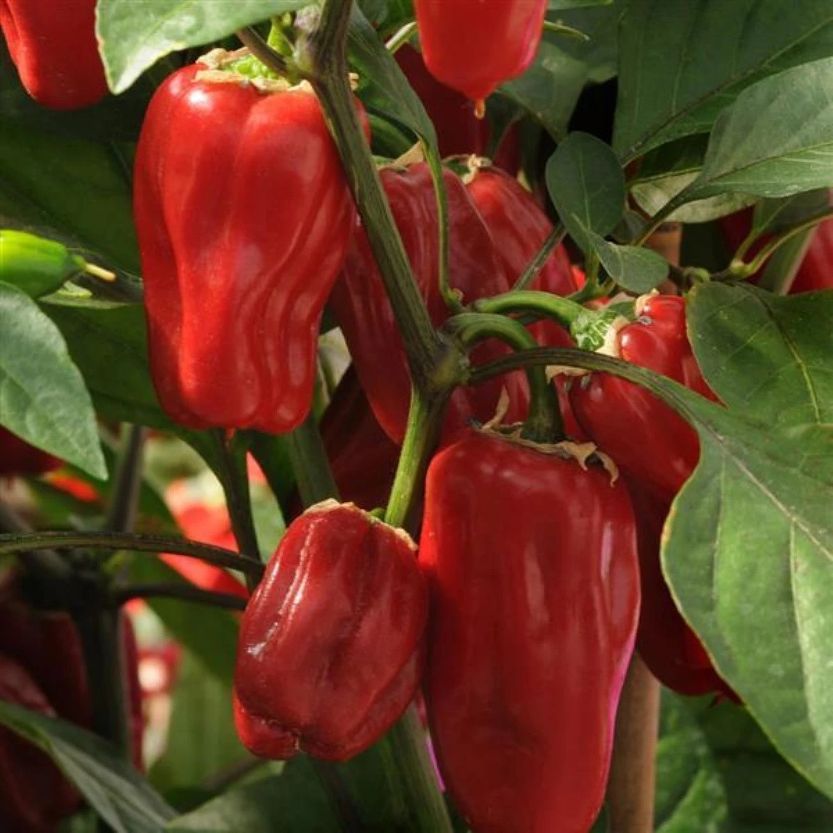 Paprika Sweet Heat F1 - Capsicum annuum - semena - 6 ks