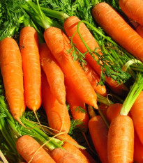 Mrkev Rubína - Daucus carota - semena - 150 ks