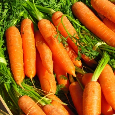 Mrkev Rubína - Daucus carota - semena - 150 ks