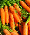 Mrkev Rubína - Daucus carota - semena - 150 ks