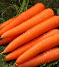 Mrkev Berlikumer 2 - Daucus carota - semena - 150 ks