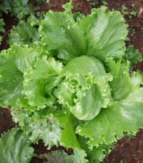 Salát Miniko hlávkový ledový - Lactuca sativa - semena - 100 ks