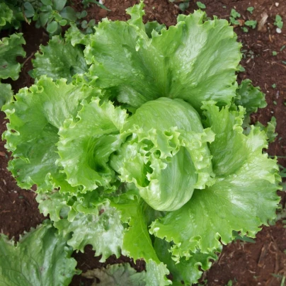 Salát Miniko hlávkový ledový - Lactuca sativa - semena - 100 ks