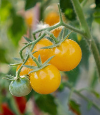 Rajče keříčkové Minigelbus F1 - Solanum lycopersicum - semena - 10 ks