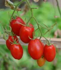 Rajče keříčkové Minipeelus F1 - Solanum lycopersicum - semena - 10 ks
