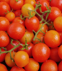 Rajče keříčkové Minirotus F1 - Solanum lycopersicum - semena - 10 ks