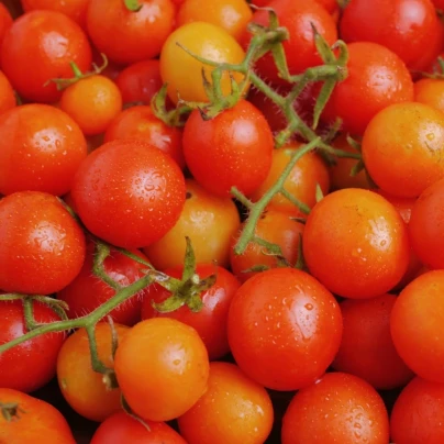 Rajče keříčkové Minirotus F1 - Solanum lycopersicum - semena - 10 ks