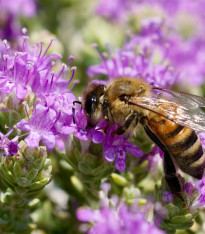 Mateřídouška - Thymus serpyllum - semena - 500 ks