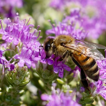 Mateřídouška - Thymus serpyllum - semena - 500 ks