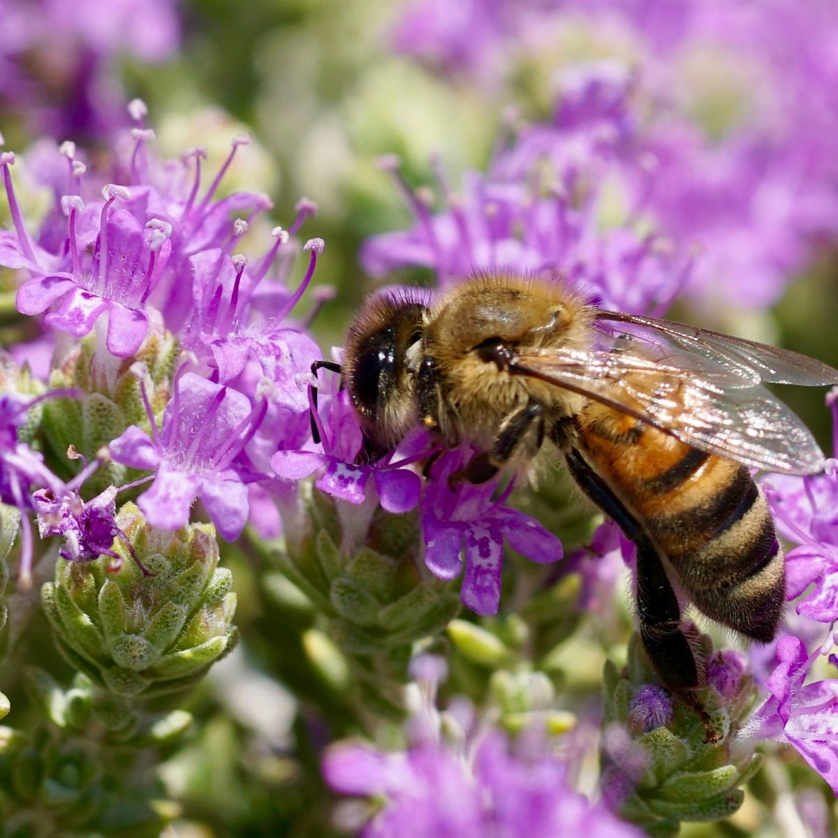 Mateřídouška - Thymus serpyllum - semena - 500 ks
