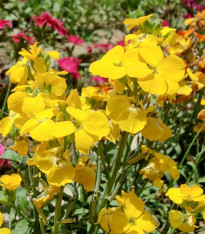 Chejr vonný Sugar Rush F1 Yellow - Cheiranthus cheiri - semena - 20 ks