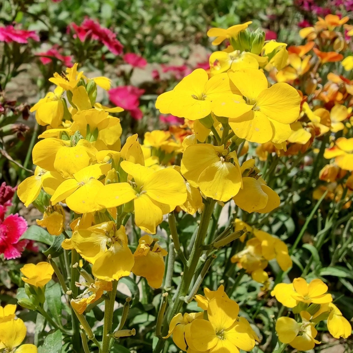 Chejr vonný Sugar Rush F1 Yellow - Cheiranthus cheiri - semena - 20 ks