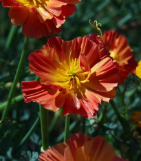 Sluncovka kalifornská plnokvětá červená - Eschscholzia californica - semena - 450 ks