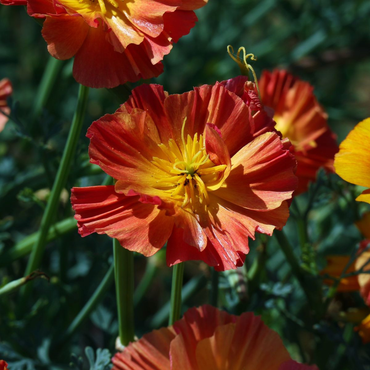 Sluncovka kalifornská plnokvětá červená - Eschscholzia californica - semena - 450 ks