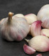Sadbový česnek Slavin II - Allium sativum - paličák - 1 balení