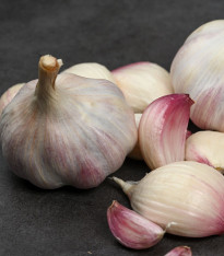 Sadbový česnek Slavin II - Allium sativum - paličák - 1 balení