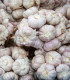Sadbový česnek Slavin II - Allium sativum - paličák - 1 balení