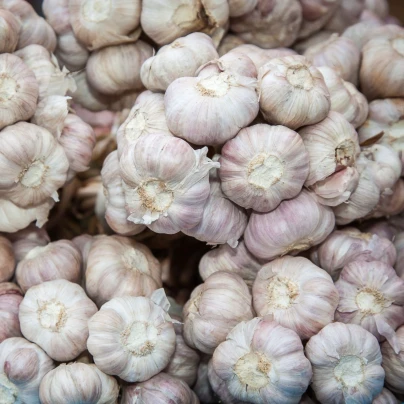 Sadbový česnek Slavin II - Allium sativum - paličák - 1 balení