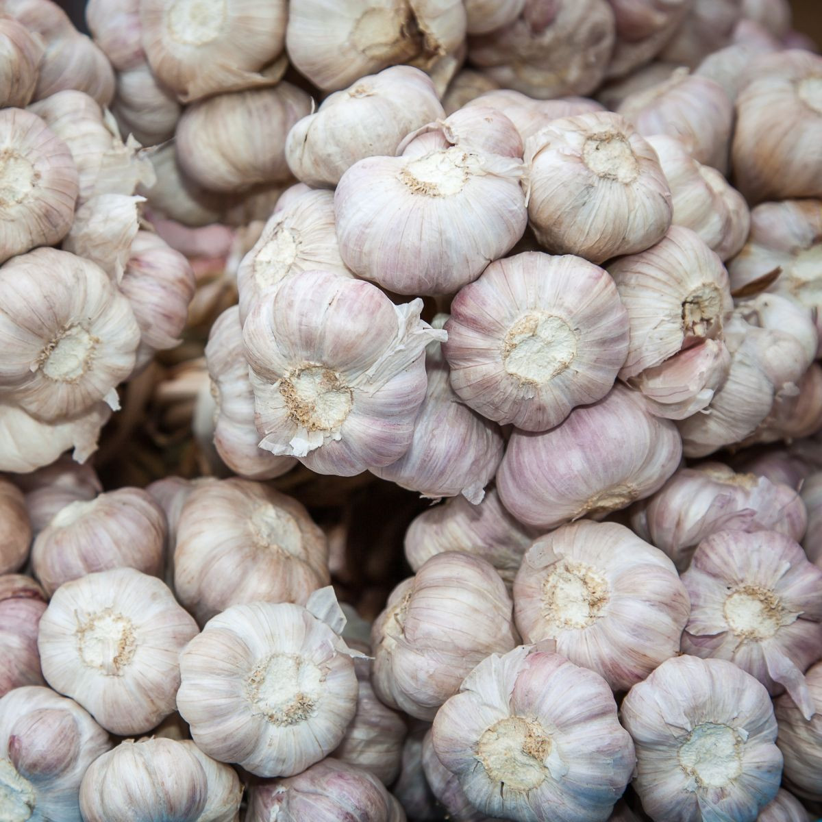 Sadbový česnek Slavin II - Allium sativum - paličák - 1 balení