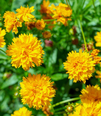 Krásnoočko velkokvěté Early Sunrise - Coreopsis grandiflora - semena - 50 ks