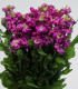 Fiala Cinderella Purple - Matthiola incana - semena - 40 ks